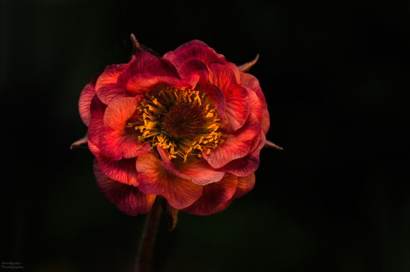 макро, природа, растения, цветы, гравилат, весна, лето, боке, macro, nature, plants, flowers, Geum, spring, summer, bokeh, Гравилатphoto preview