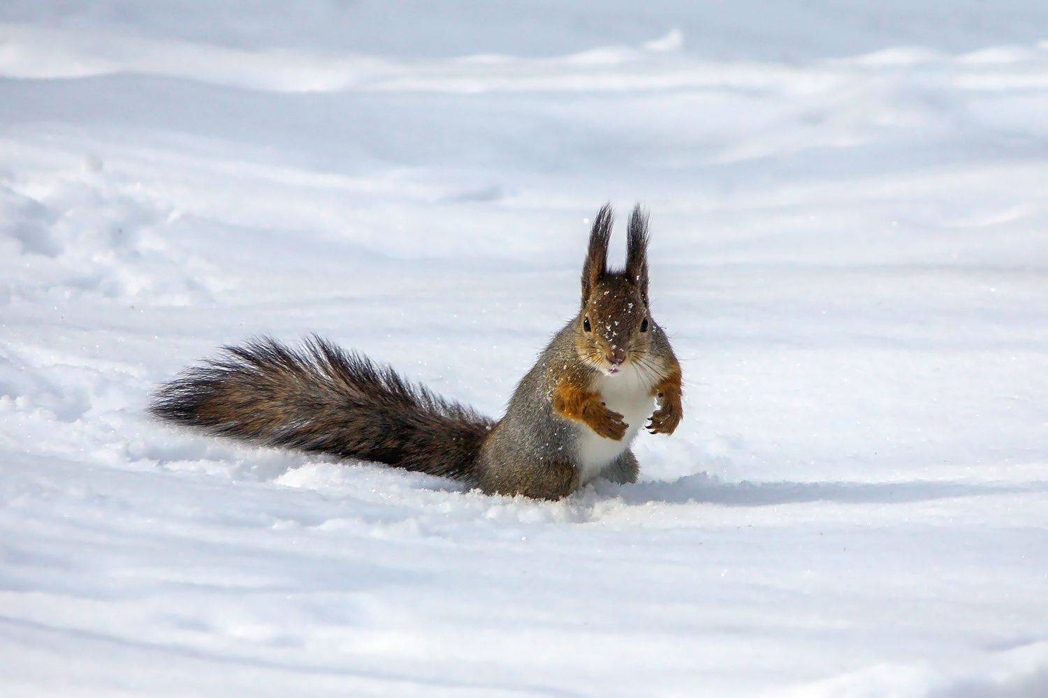 Бойцовая Белка. Автор: КарОл белка, КарОл