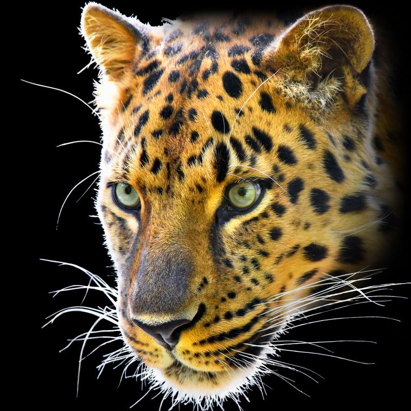 Дальневосточный леопардphoto preview