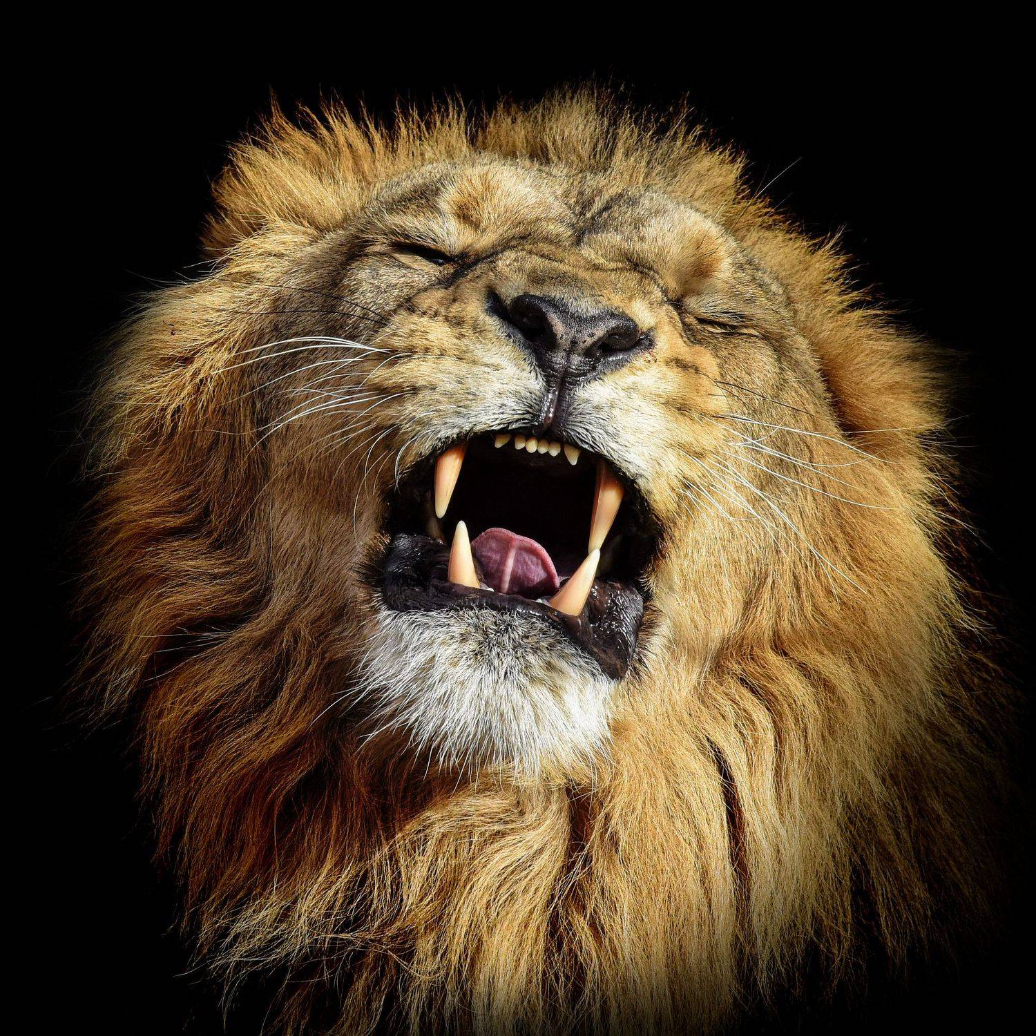 Азиатский лев. Автор: Владимир Сафонов , Владимир Сафонов