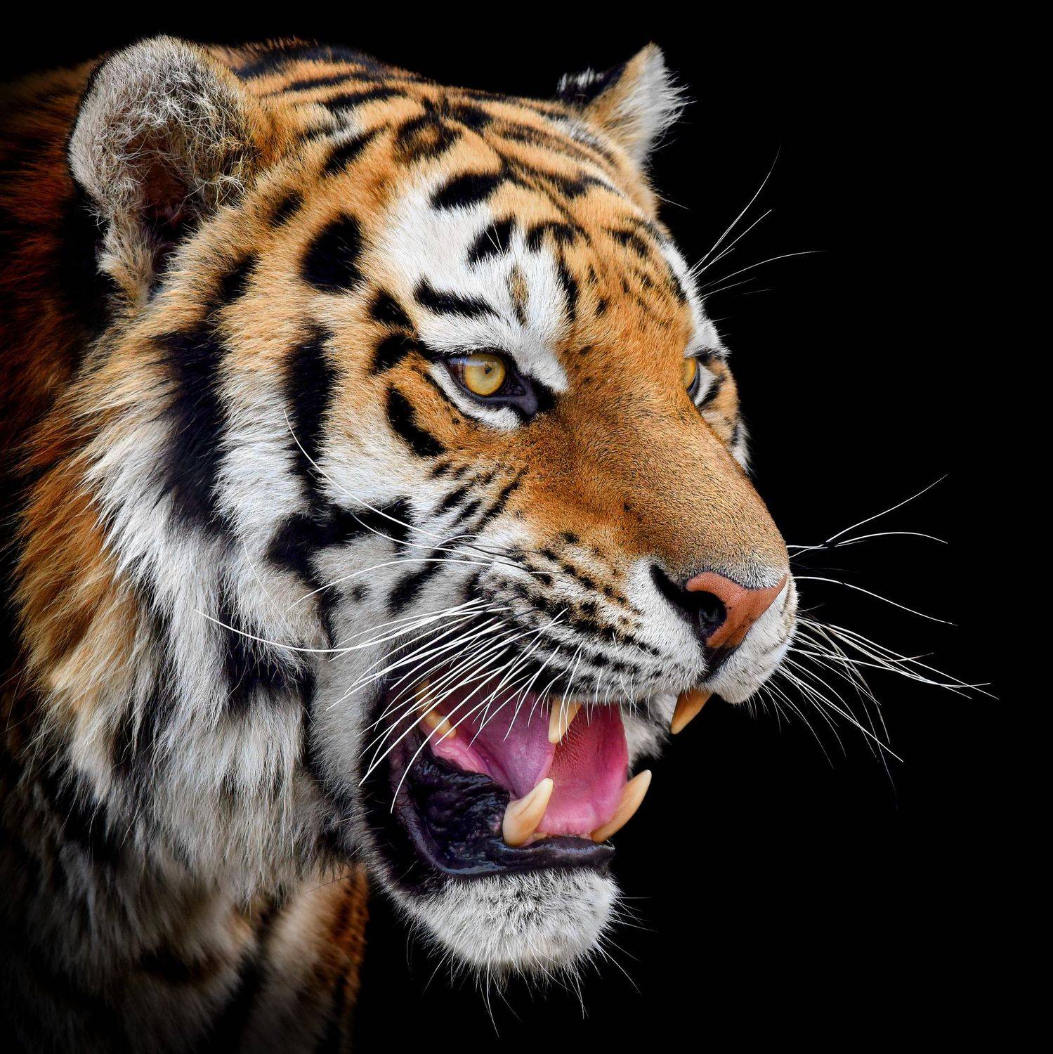 , Владимир Сафонов