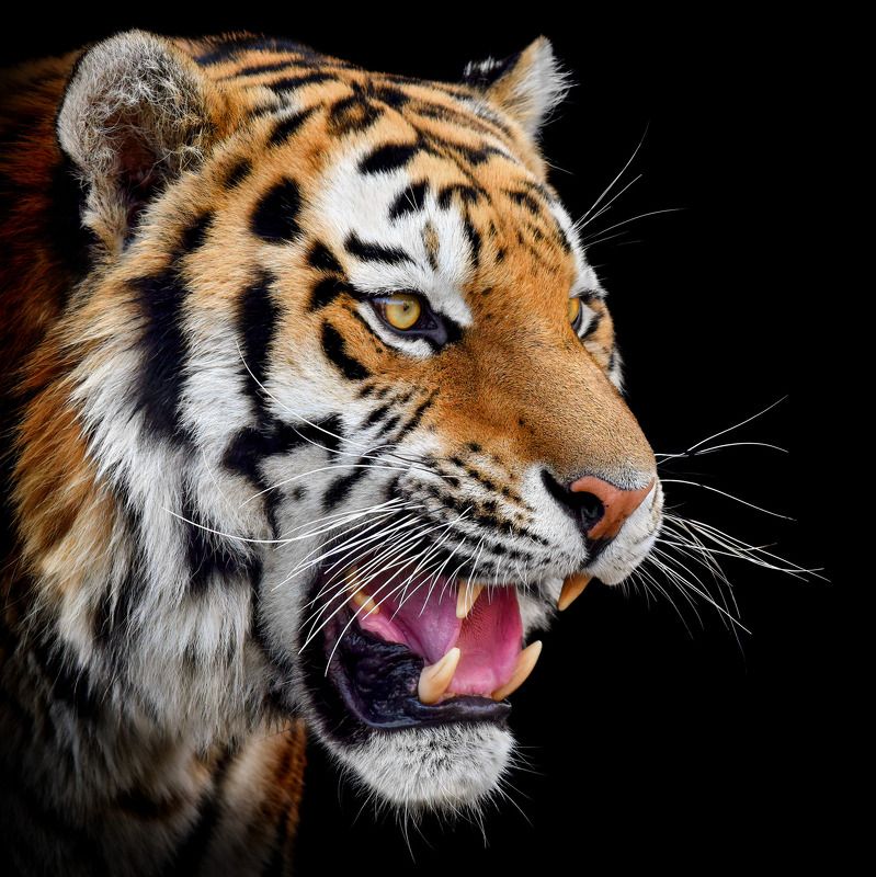 Амурский тигрphoto preview