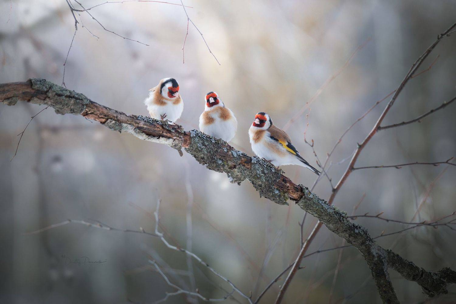 природа, лес, поля, огороды, животные, птицы, макро, Посевич Дмитрий