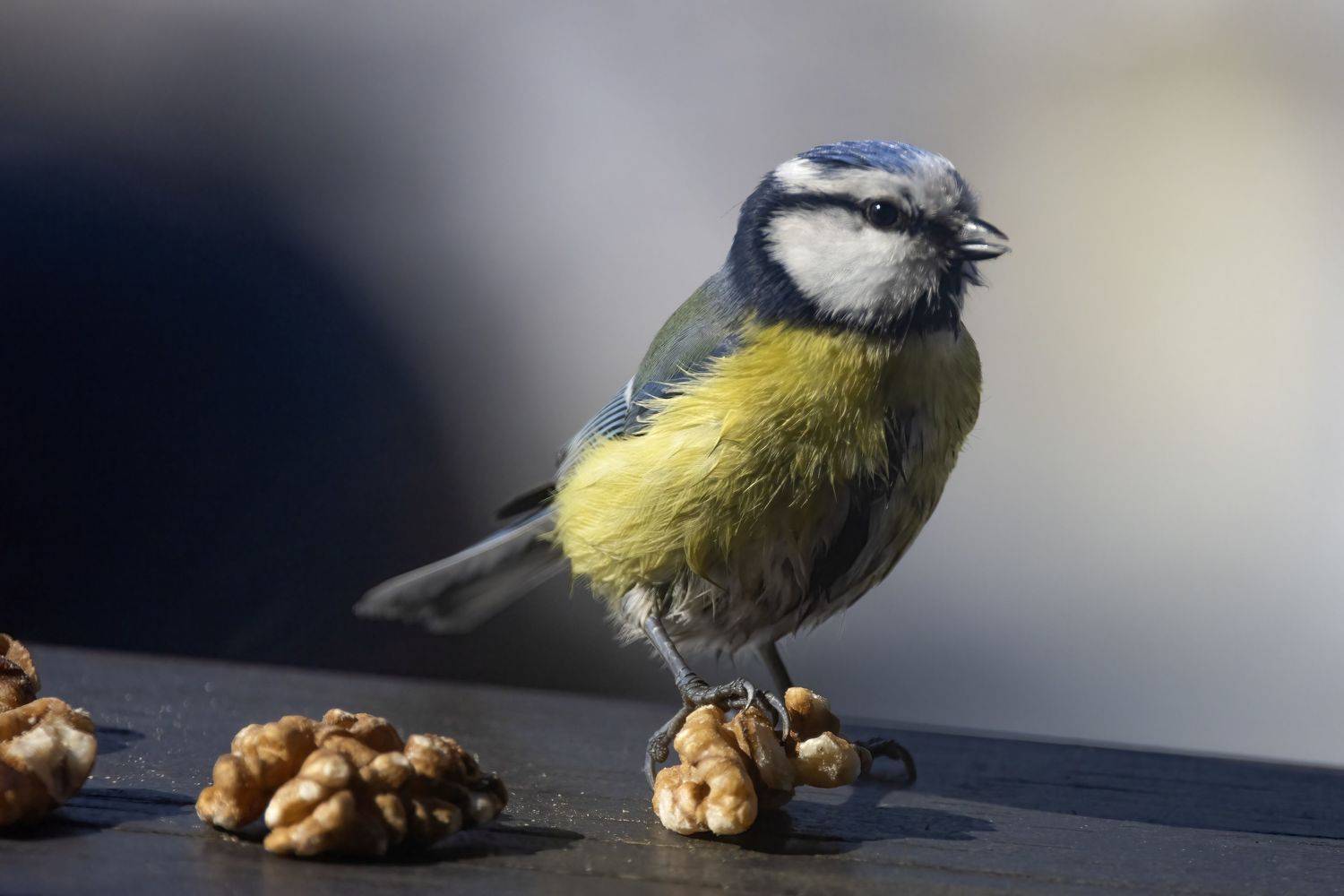 Синичка, лазоревка, Пономарев Илья