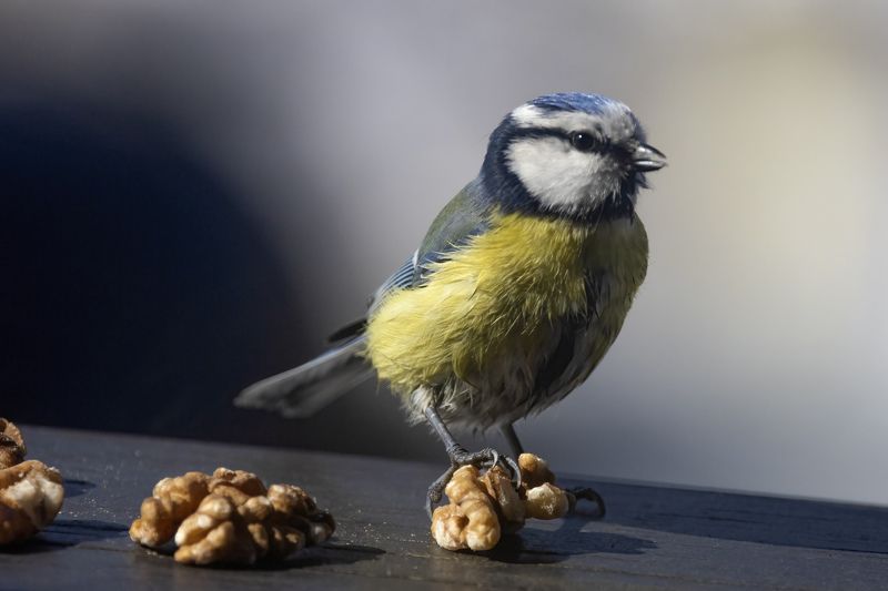 Синичка, лазоревка Попробуй отнимиphoto preview