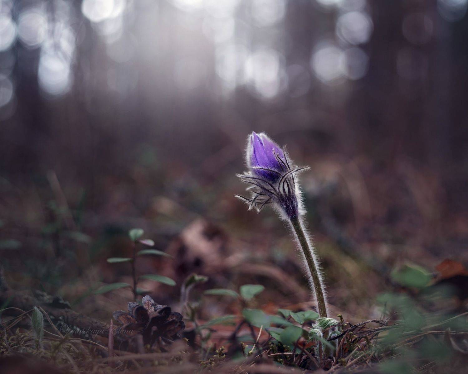 Автор: Елена Зимацкая , Елена Зимацкая