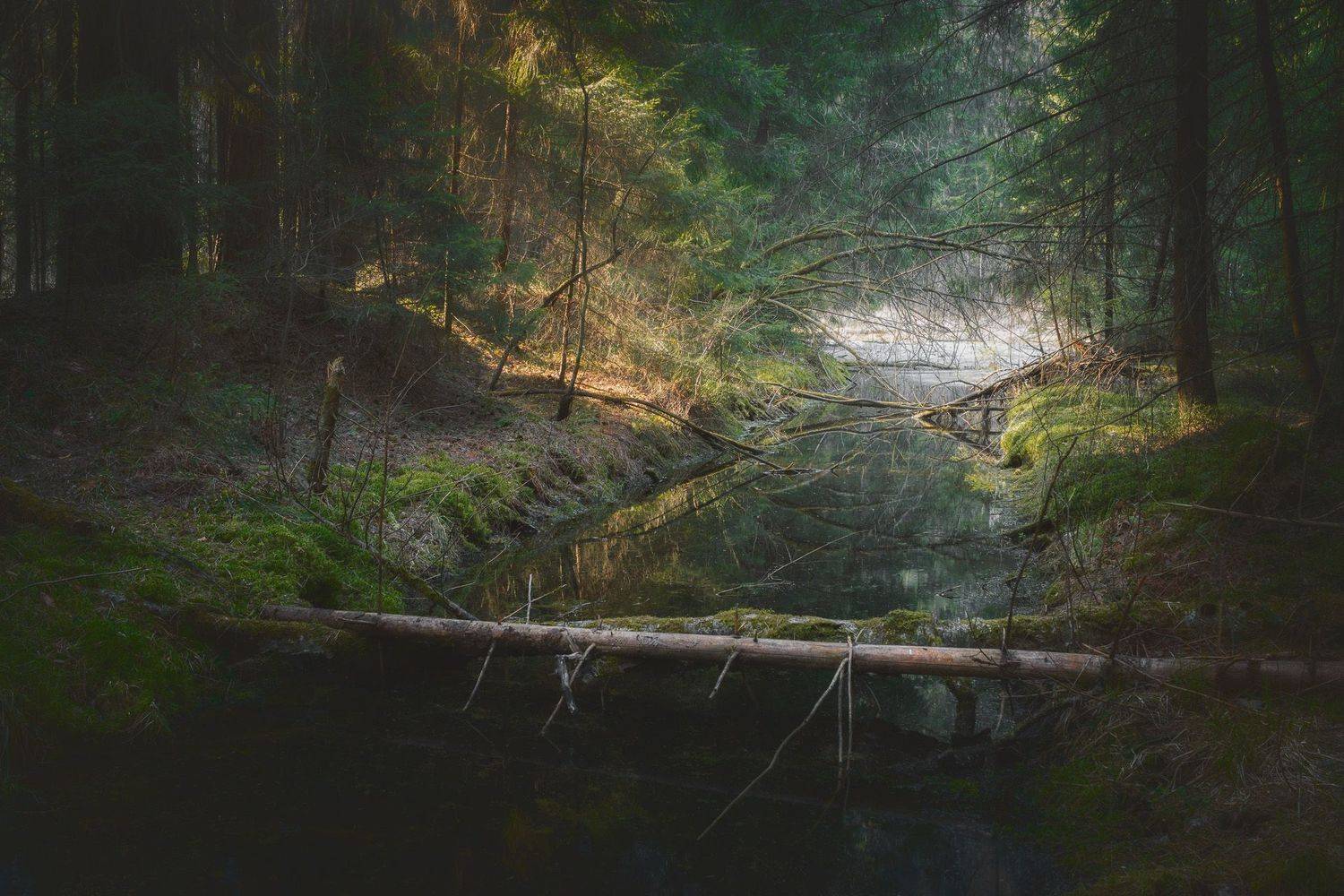 В весеннем лесу. Автор: Валерий Вождаев лес, лето, деревья, пейзаж, свет, forest, woodland, summer, landscape, trees, sunlight, Валерий Вождаев