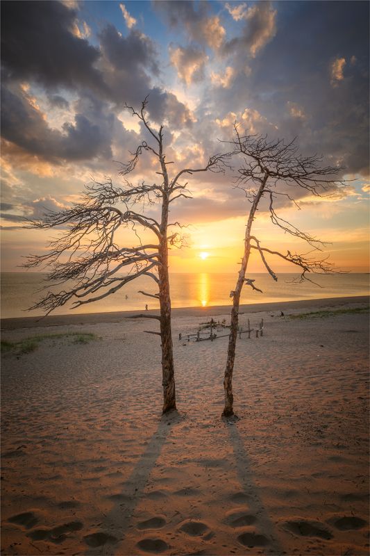 море,сосны,пляж,берегморя,закат Двое и море...photo preview