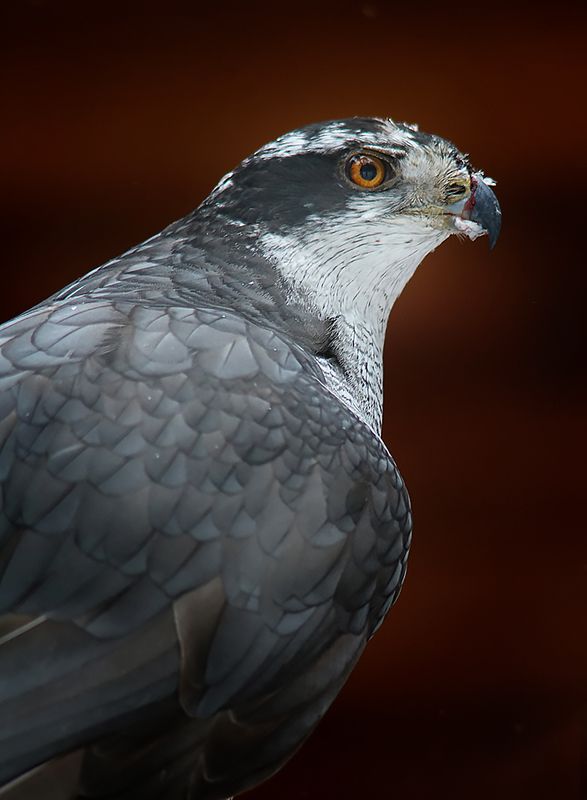 Ястребphoto preview