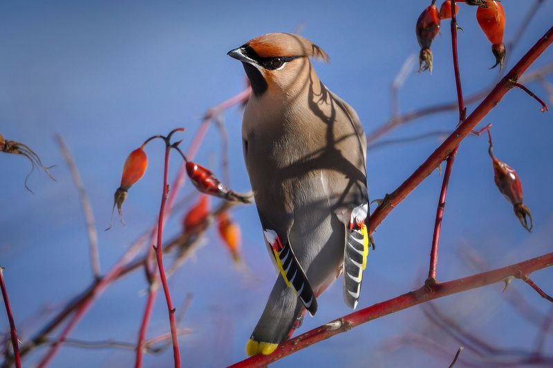 Красавицы-свиристели объедают прошлогодний шиповник.photo preview