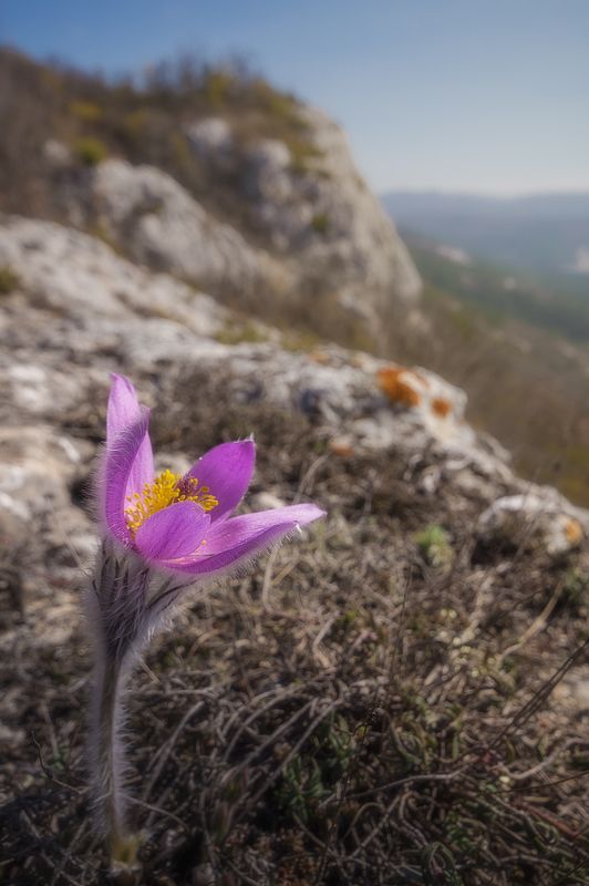 крым, весна, цветы, сон-трава, прострел, photo preview