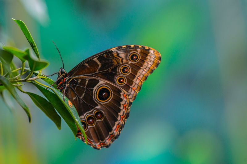 butterfly, animal, vivid, color Butterflyphoto preview