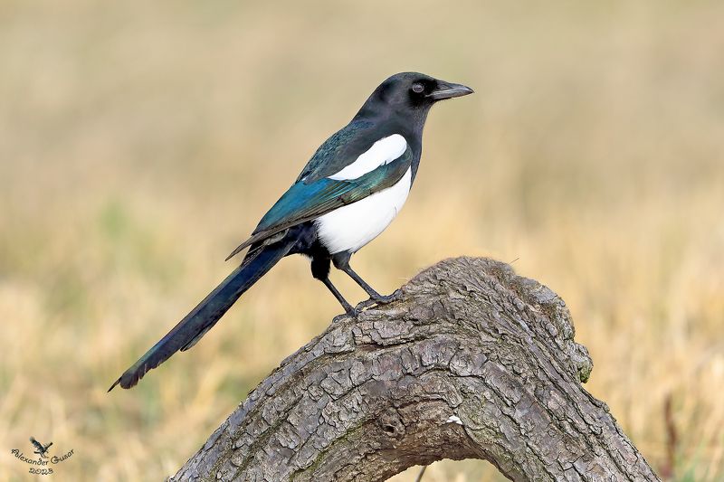 Покоритель вершин.photo preview