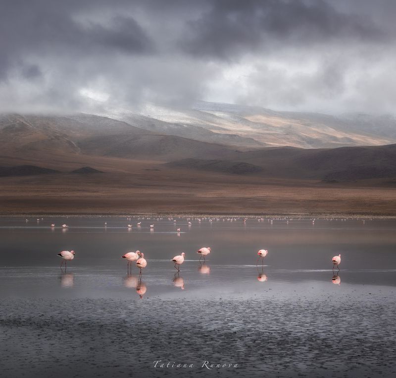 Фламинго на рассветеphoto preview