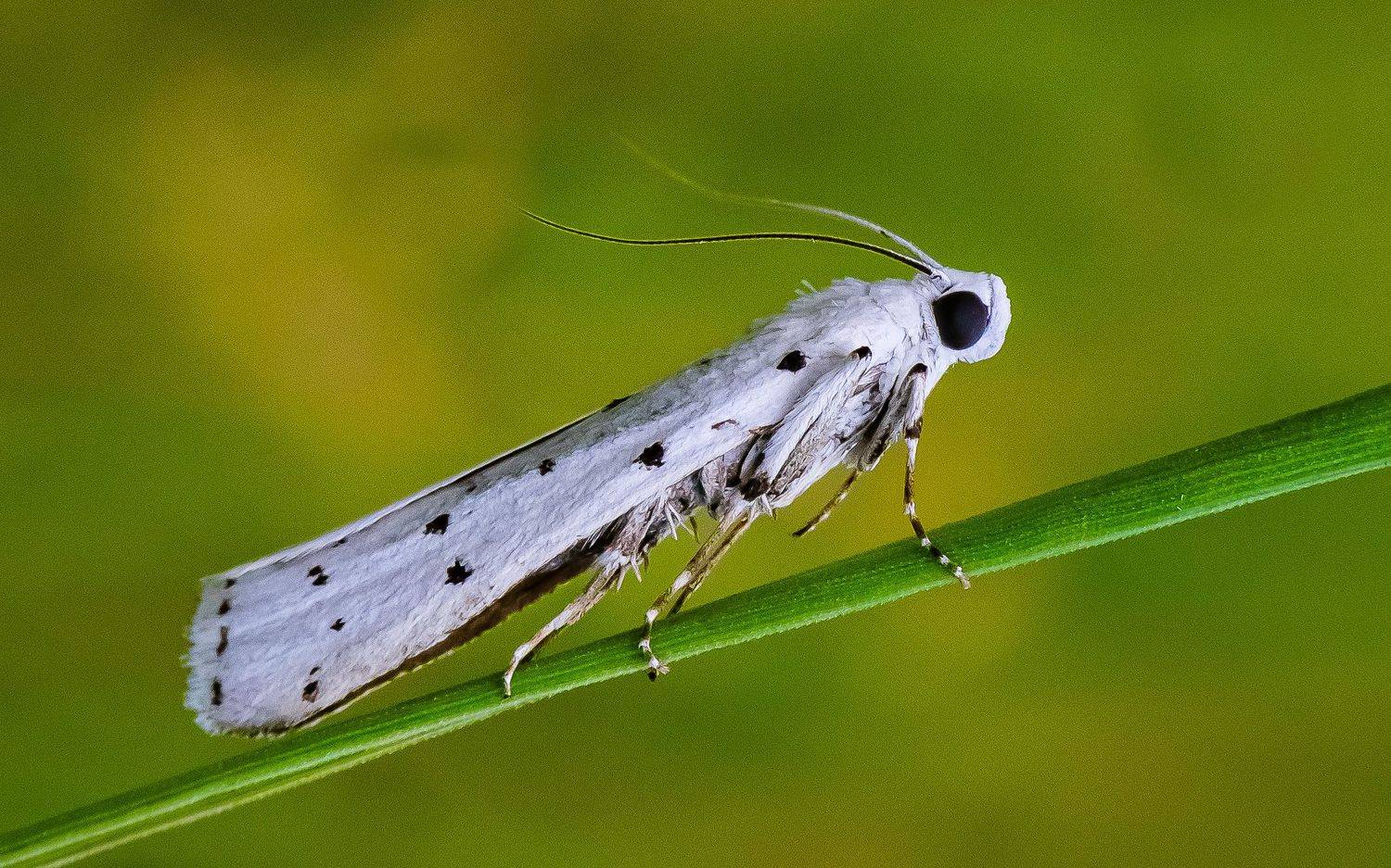 , Николай Бологов