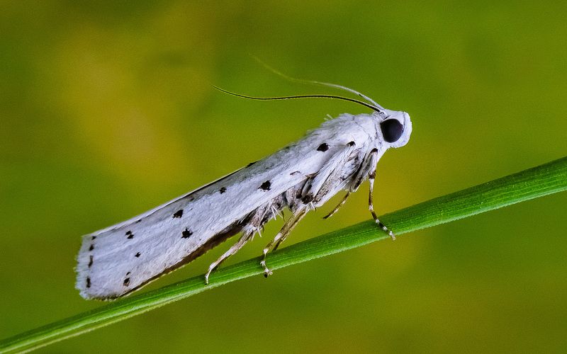 Моль фото превью