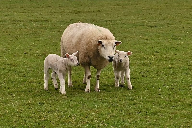 Newborn.photo preview