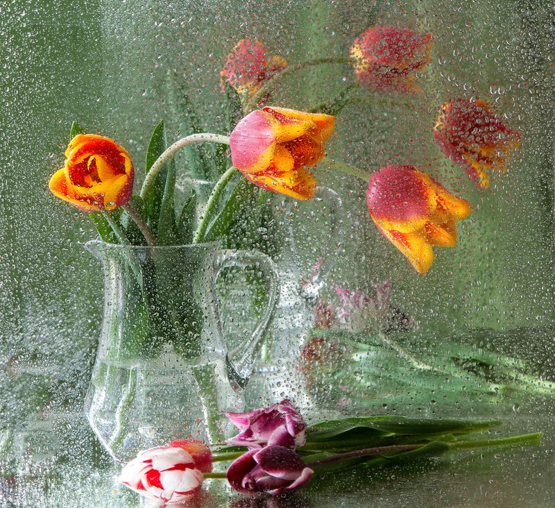 First tulipsphoto preview