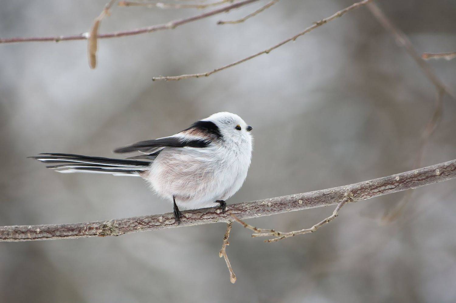 синица, ополовник, длиннохвостая_синица, КарОл