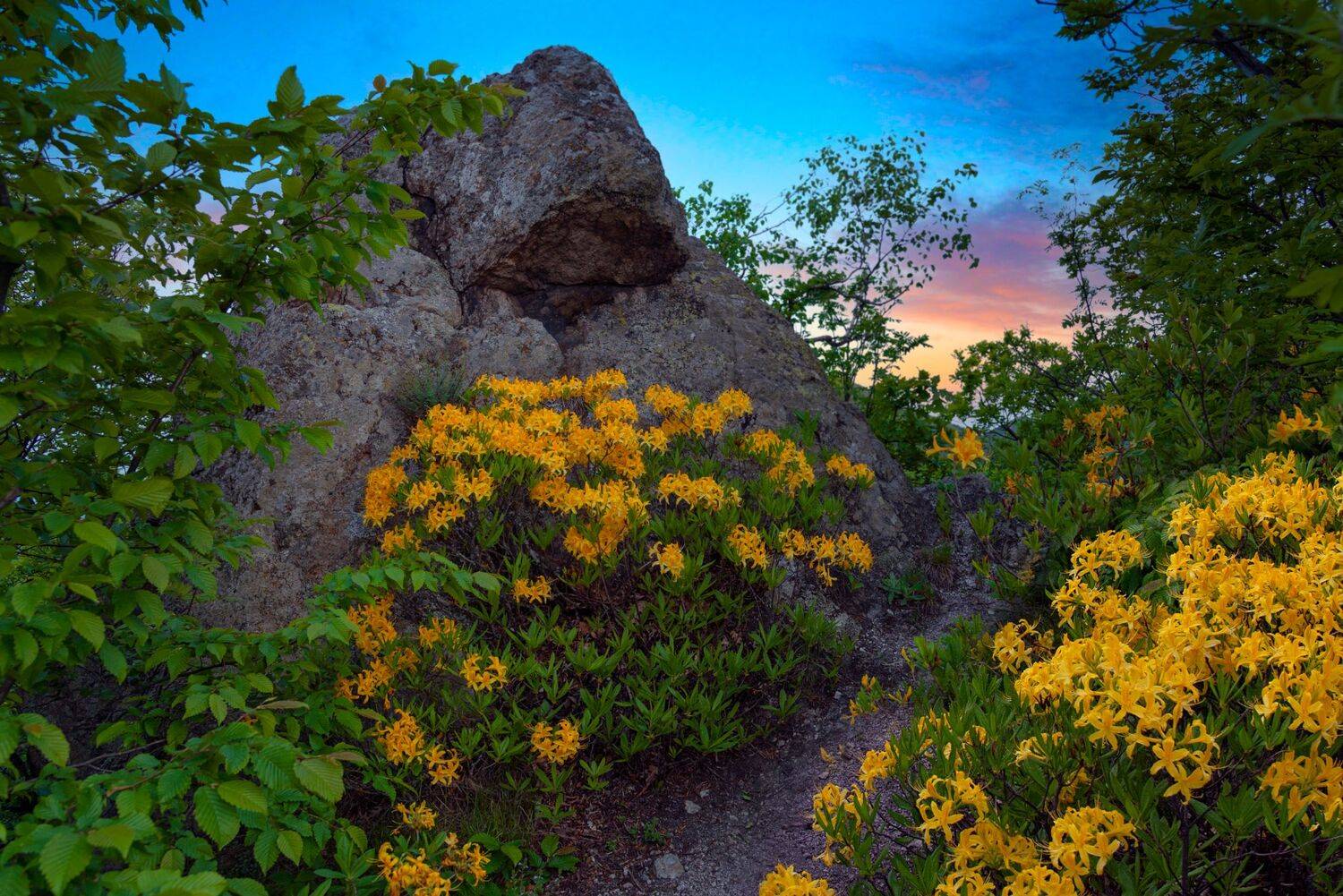 Каменный отшельник. Автор: Елена Брежицкая скала,весна,рододендрон,пейзаж,отшельник,кмв, природа, Елена Брежицкая