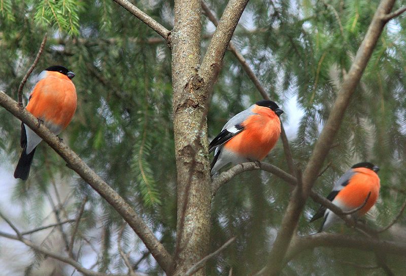 Трио кавалеровphoto preview
