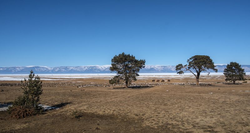 байкал, степь, ольхон На берегу Байкалаphoto preview