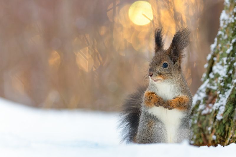 белка весенняяphoto preview