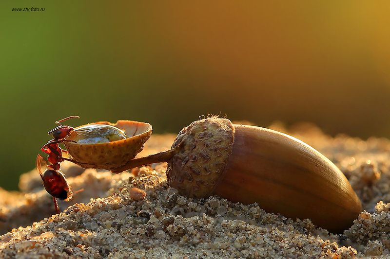 макро, муравей, муравьи, лето, макросъемка, природа, насекомые Когда очень хочется пить! фото превью