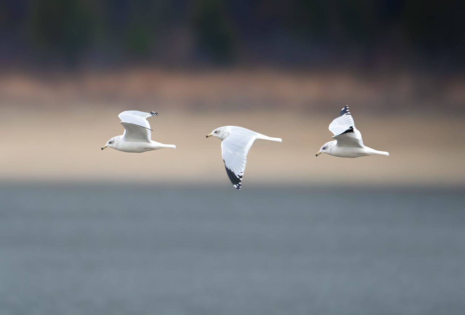 , Raghuvamsh Chavali