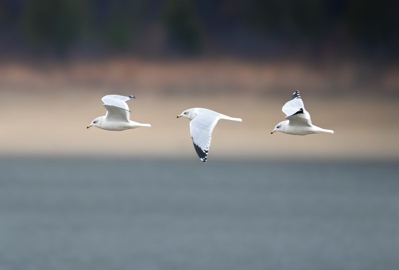 Fly Highphoto preview