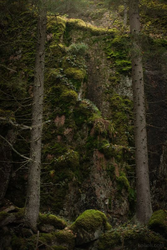 карельский перешеек, карелия, ленинградская область, дремучий лес, чаща, северный лес, в лесах под выборгом, пригороды петербурга, дебри, мрачный лес, леший, скалы, первозданная природа, текстуры тайги, хийси Мифический лесphoto preview