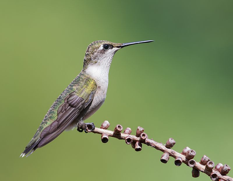 колибри,ruby-throated hummingbird, hummingbird, весна Female. Ruby-throated Hummingbird -Рубиновогорлый колибри. самкаphoto preview