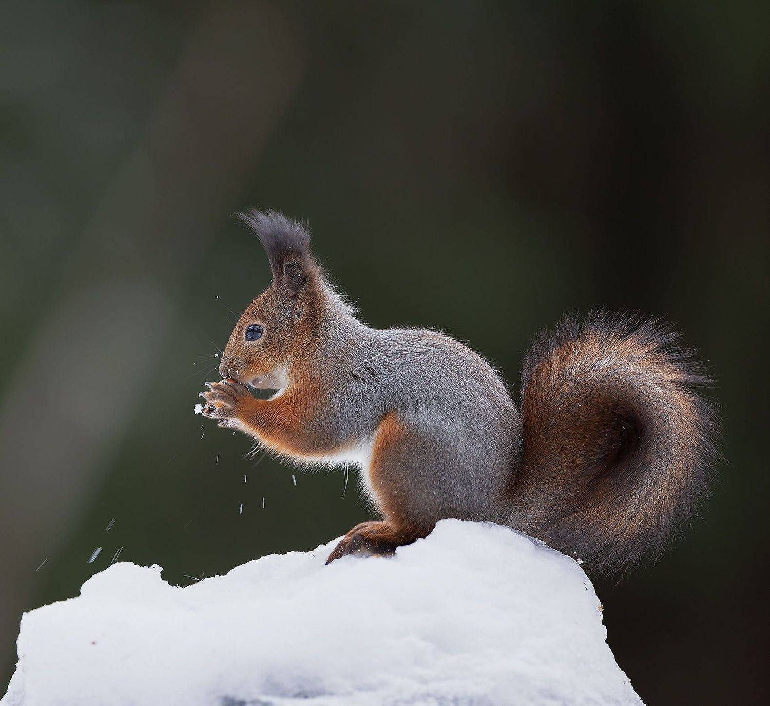 Белочка с добычей. Автор: Стукалова Юлия белка, орех,лес,зима, природа, squirrel, beautiful, forest, nut, winter, nature, Стукалова Юлия