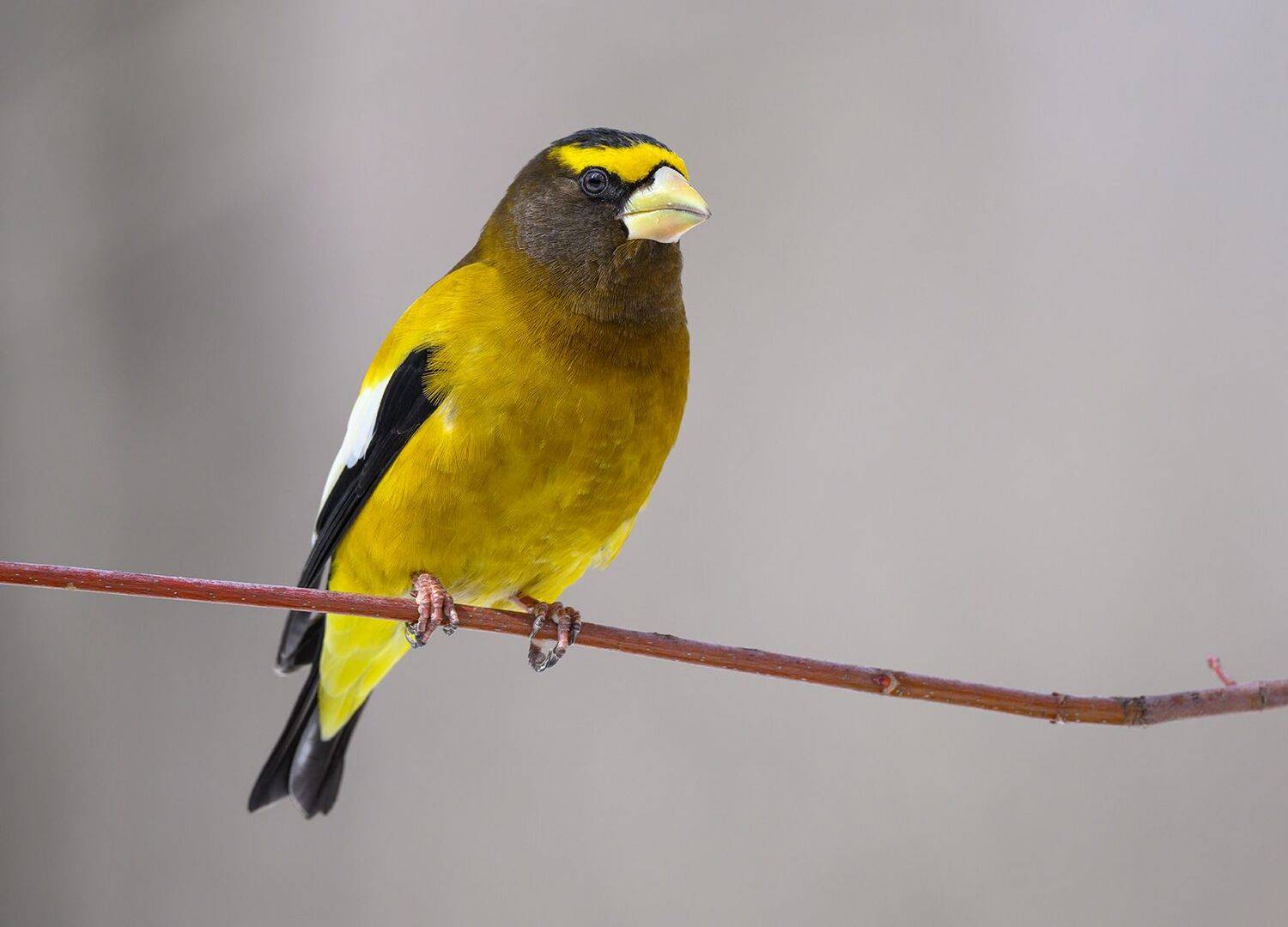 Evening grosbeak (male). Автор: AlexsanderBB , AlexsanderBB