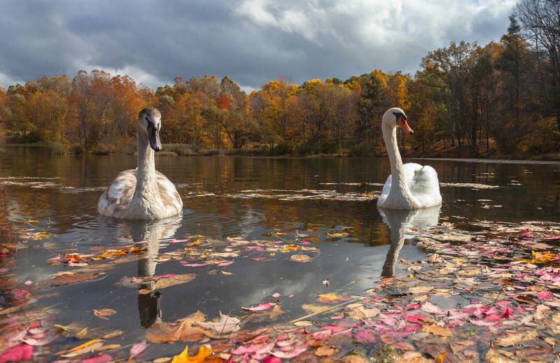 животные,птицы,лебеди,озеро,осень,листья,отражения,фотоохота,природа, А мы тебя не боимся...photo preview