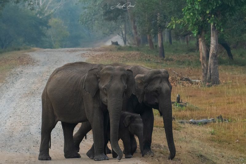 wildlife elephant india mother Familyphoto preview
