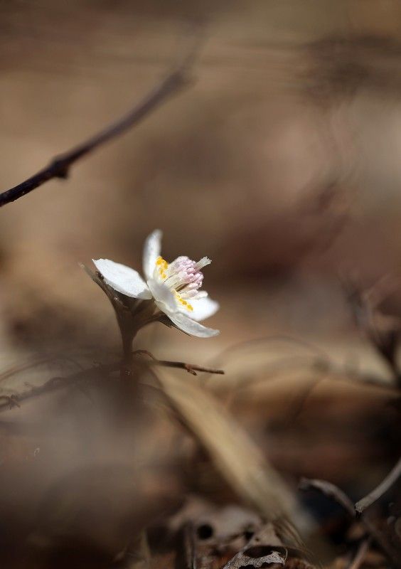 весенник звезчатый  eranthis stellata пригород владивосток остров русский март Месяц март фото превью