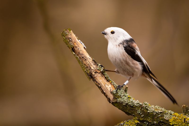 Long-teiled Tiphoto preview