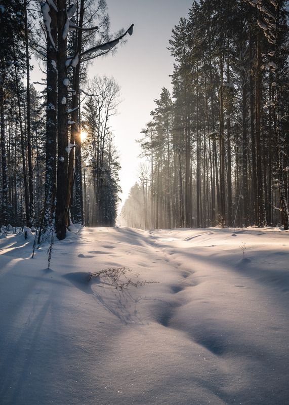 Зимний лес…  Winter forest…photo preview