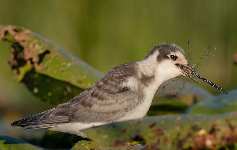 крачка, фотоохота, птица, птенец, birds, хотча Чёрная крачкаphoto preview