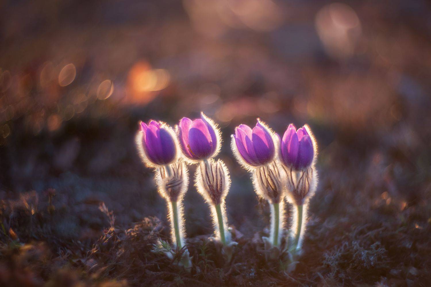 срн-трава, прострел, цветы, весна, природа, крым, закат, прострел крымский, Дмитренко Екатерина