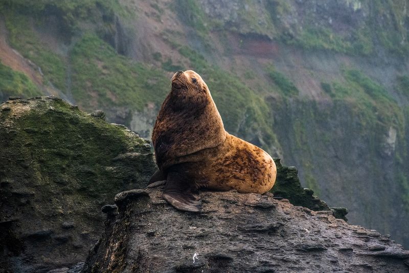 сивуч, животный мир, курилы Монументальность сивучейphoto preview