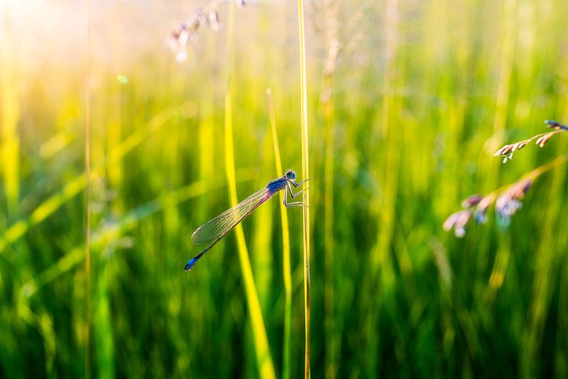 Blue Dragonflyphoto preview