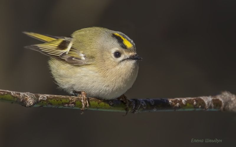 Кругликphoto preview