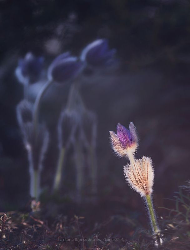 крым, сонтрава, crimea, nature Сонphoto preview