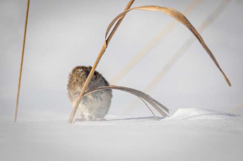 обыкновенная полевка Спряталсяphoto preview
