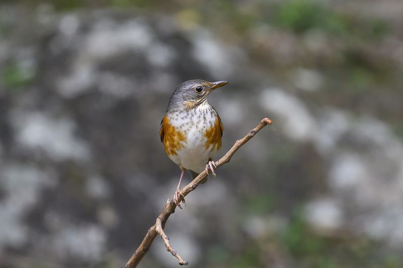 #birds #nature photo preview