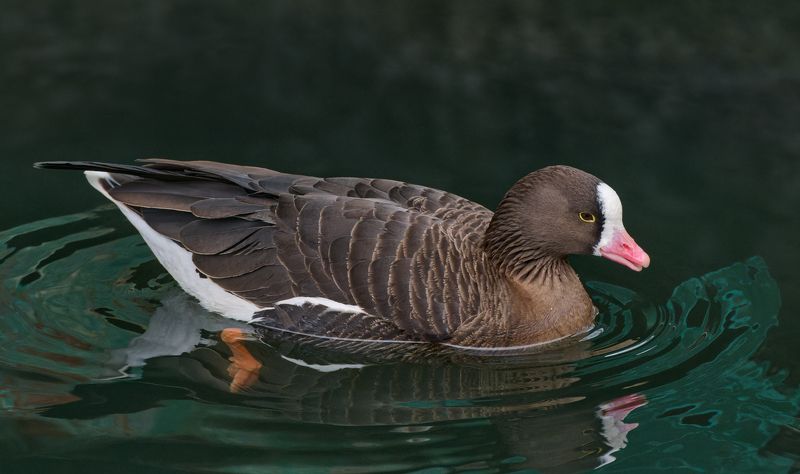 #bird #wildlife #nature #birdphotography Пискулькаphoto preview