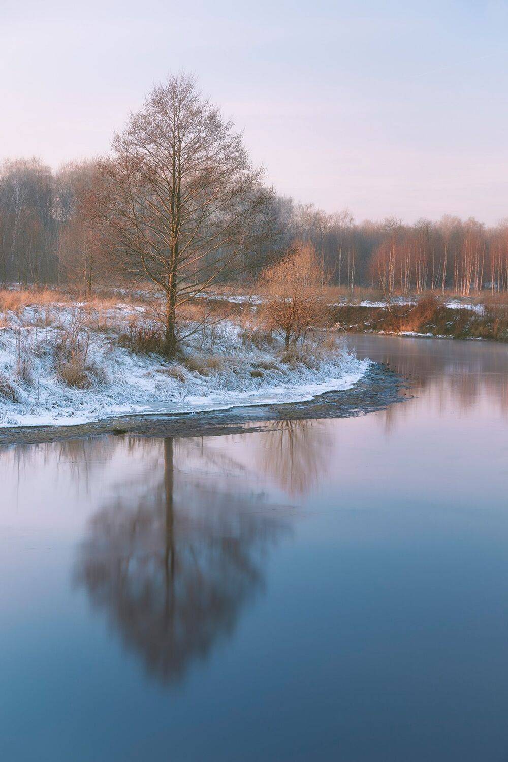 На берегу реки. Автор: Валерий Вождаев дерево, река, холод, зима, лес, Валерий Вождаев