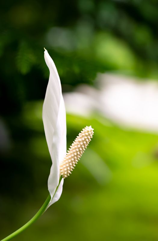 женское счастье, спатифиллум, spathiphyllum, ароидные, araceae, цветок, приап Женское счастьеphoto preview